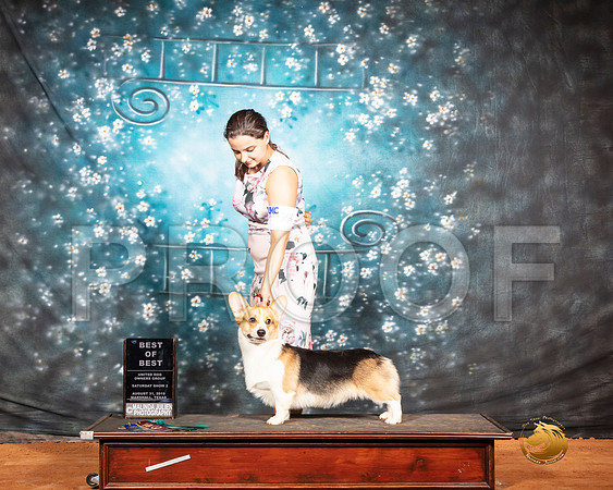 Pembroke Welsh Corgi Judge Roland Pelland__SR_7346-MrshlUKC2019-HR3
