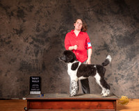 Poodle MultiColored Sun S1 BM