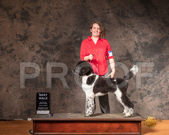 Poodle MultiColored Sun S1 BM__SR_7416-MrshlUKC2019-HR3