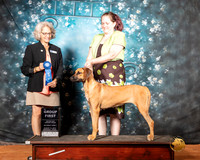 Rhodesian Ridgeback Sat S1 G1 Judge Nina Marie Sherrer