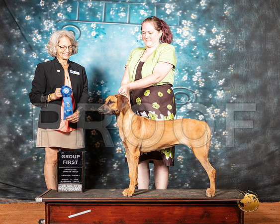 Rhodesian Ridgeback Sat S1 G1 Judge Nina Marie Sherrer__SR_7356-MrshlUKC2019-HR3