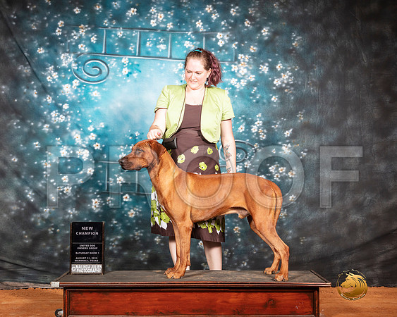 Rhodesian Ridgeback Sat S2 NCh Judge Rolan Pelland__SR_7341-Edit-MrshlUKC2019-HR3