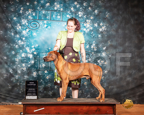 Rhodesian Ridgeback Sat S2 NCh Judge Rolan Pelland__SR_7341-MrshlUKC2019-HR3