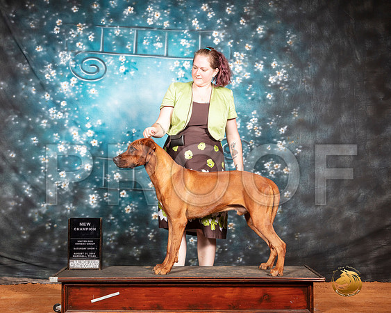 Rhodesian Ridgeback Sat S2 NCh Judge Rolan Pelland__SR_7342-MrshlUKC2019-HR3