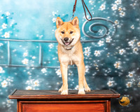 Shiba Finn Kim Penrose