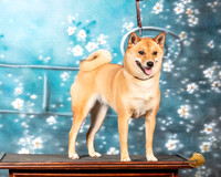 Shiba Rae Rae Kim Penrose