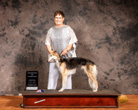 Silken Windhound Sun S1 COC