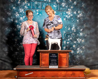Toy Fox Terrier Fri NCh Judge Felicity Trammell