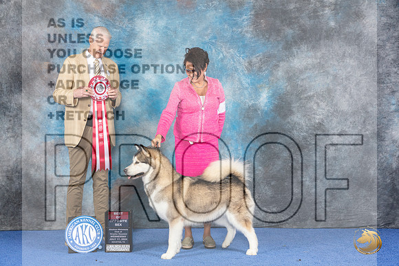 Alaskan Malamute #10 WED BOS Judge Jon Cole__JP_6787_Houston_2024_HR3