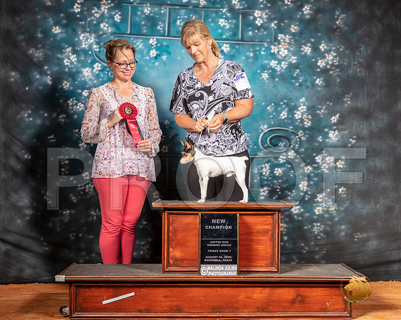 Toy Fox Terrier Fri NCh Judge Felicity Trammell__SR_7255-MrshlUKC2019-HR3