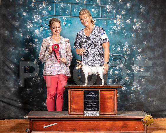 Toy Fox Terrier Fri NCh Judge Felicity Trammell__SR_7258-MrshlUKC2019-HR3