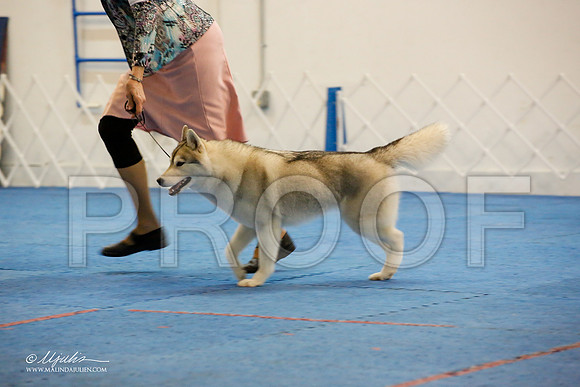 _M3_0716-AddisonHuskyMar2015-HR3