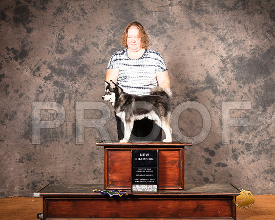 Alaskan Klee Kai Mon S1 NCh Sheila Sweet__SR_7518-MrshlUKC2019-HR3
