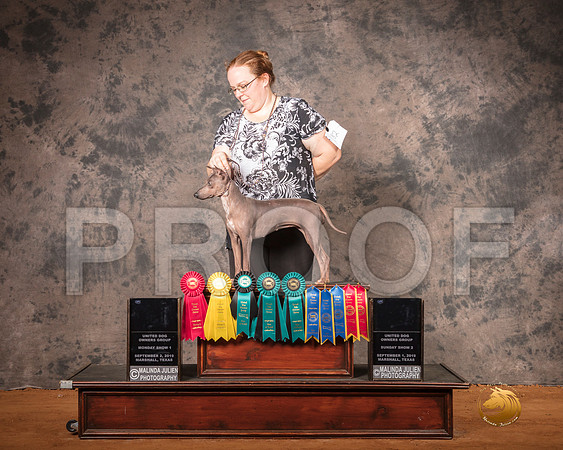 American Hairless Terrier Heather Perillo Felina__SR_7578-MrshlUKC2019-HR3