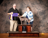 American Hairless Terrier Mon S1 BIMBS Judge Matthew Proctor