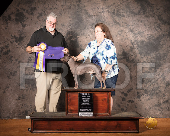 American Hairless Terrier Mon S1 BIMBS Judge Matthew Proctor__SR_7501-MrshlUKC2019-HR3
