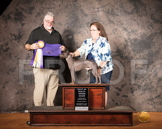 American Hairless Terrier Mon S1 BIMBS Judge Matthew Proctor__SR_7502-MrshlUKC2019-HR3