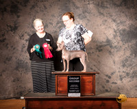 American Hairless Terrier Mon S2 G2 Judge Barbie Trammell