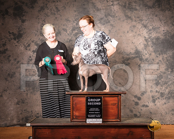 American Hairless Terrier Mon S2 G2 Judge Barbie Trammell__SR_7559-MrshlUKC2019-HR3