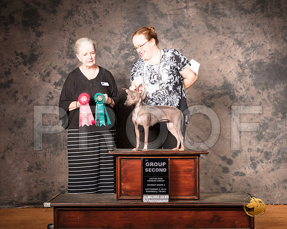 American Hairless Terrier Mon S2 G2 Judge Barbie Trammell__SR_7561-MrshlUKC2019-HR3