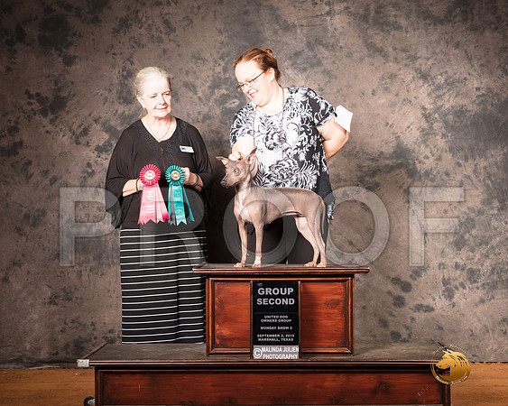 American Hairless Terrier Mon S2 G2 Judge Barbie Trammell__SR_7562-MrshlUKC2019-HR3
