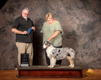 Australian Shepherd Mon S1 COC Judge Matthew Proctor