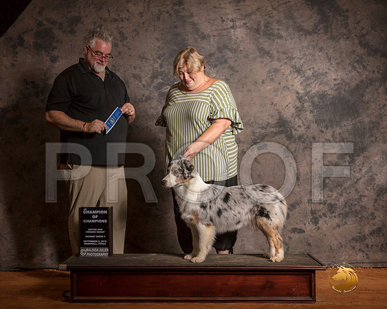 Australian Shepherd Mon S1 COC Judge Matthew Proctor__SR_7494-MrshlUKC2019-HR3