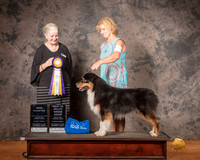Australian Shepherd Mon S2 BIMBS Judge Barbie Trammell