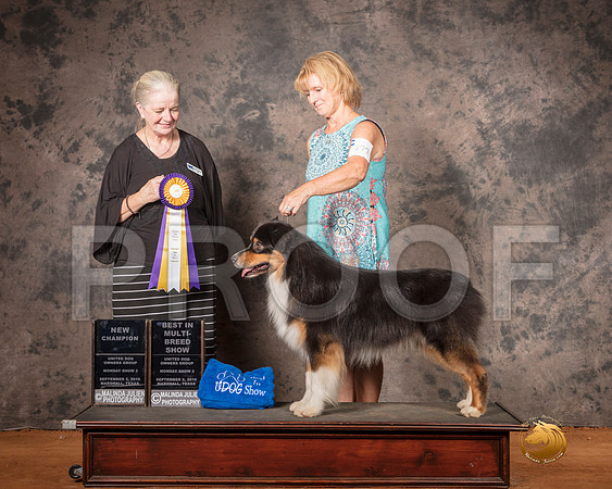 Australian Shepherd Mon S2 BIMBS Judge Barbie Trammell__SR_7586-MrshlUKC2019-HR3
