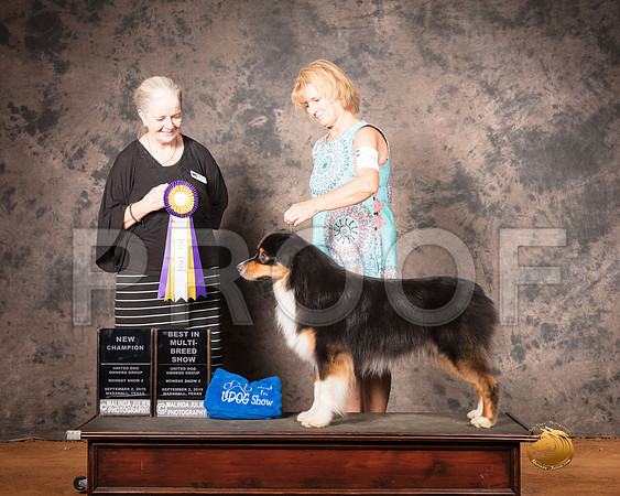 Australian Shepherd Mon S2 BIMBS Judge Barbie Trammell__SR_7593-MrshlUKC2019-HR3