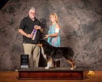Australian Shepherd Mon S2 RBIMBS Judge Matthew Proctor