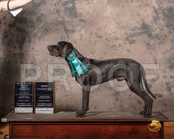 Catahoula Leopard Mon S1 URO1 NCh__SR_7473-MrshlUKC2019-HR3