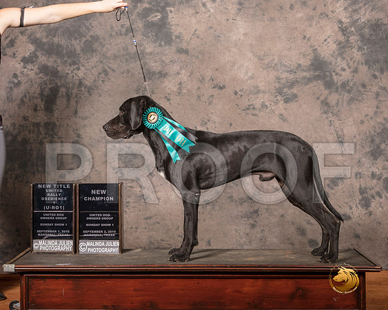 Catahoula Leopard Mon S1 URO1 NCh__SR_7475-MrshlUKC2019-HR3