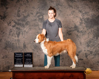 English Shepherd Fri S1 G4 S2 NCh