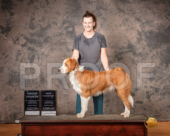 English Shepherd Fri S1 G4 S2 NCh__SR_7550-MrshlUKC2019-HR3