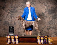German Shorthaired Pointer Audrey Reed Jenny Dunaway