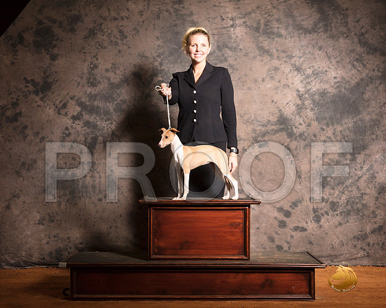 Italian Greyhound Taylor Mon 1__SR_7507-MrshlUKC2019-HR3