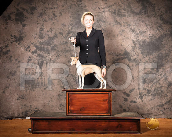 Italian Greyhound Taylor Mon 1__SR_7508-MrshlUKC2019-HR3