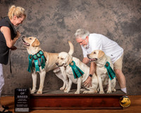 Labrador Retrievers Mon S1 BOB