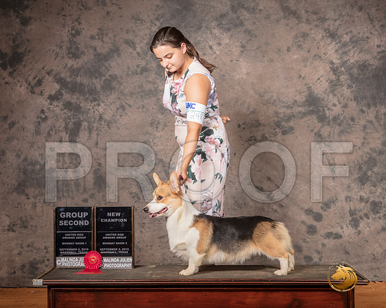 Pembroke Welsh Corgi Mon S1 G2 NCh__SR_7540-MrshlUKC2019-HR3