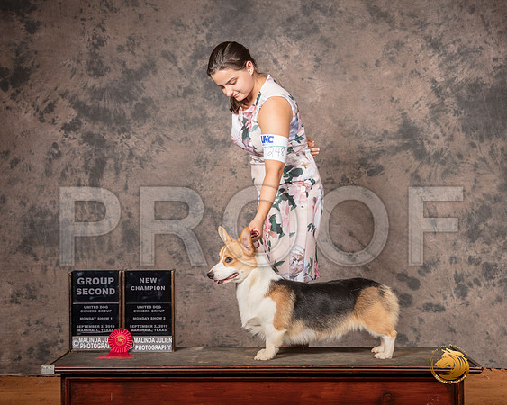 Pembroke Welsh Corgi Mon S1 G2 NCh__SR_7543-MrshlUKC2019-HR3
