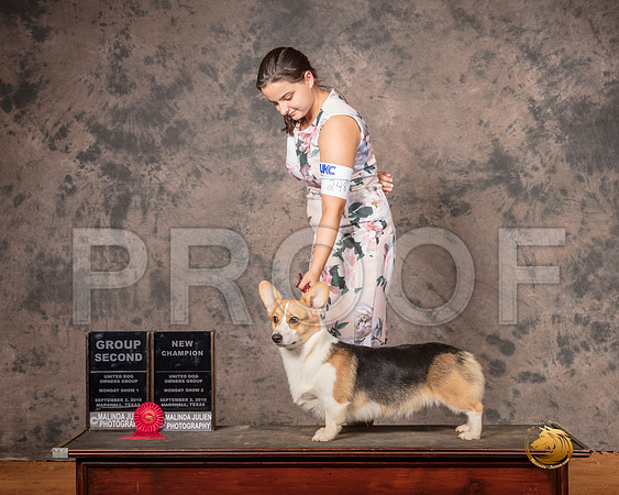 Pembroke Welsh Corgi Mon S1 G2 NCh__SR_7546-MrshlUKC2019-HR3