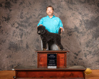 Poodle Miniature MC NCh Mon S1