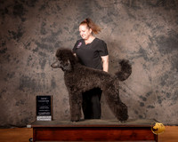 Poodle Std MC NCh Mon S2