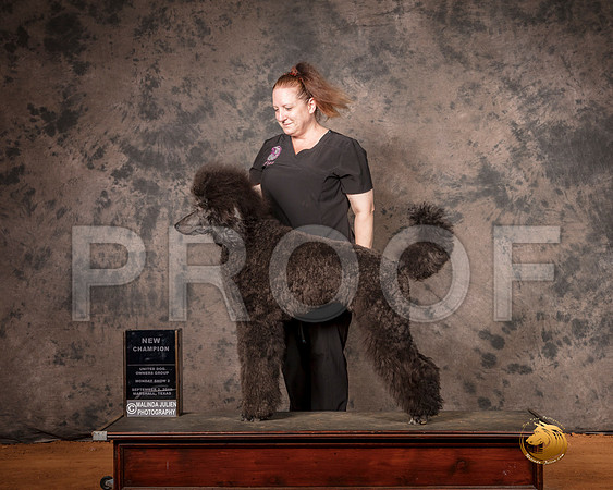Poodle Std MC NCh Mon S2__SR_7556-MrshlUKC2019-HR3