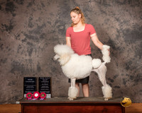 Poodle Std Solid Mon S1 NCh URO1 TD