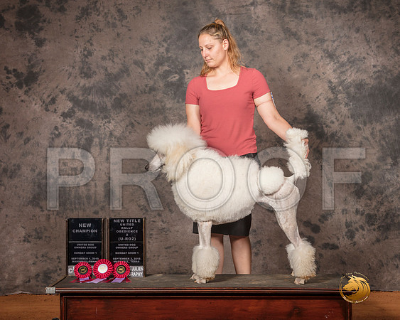 Poodle Std Solid Mon S1 NCh URO1 TD__SR_7480-MrshlUKC2019-HR3