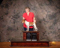 Rat Terrier Mon 1 G4 NGrCh Judge Matthew Proctor