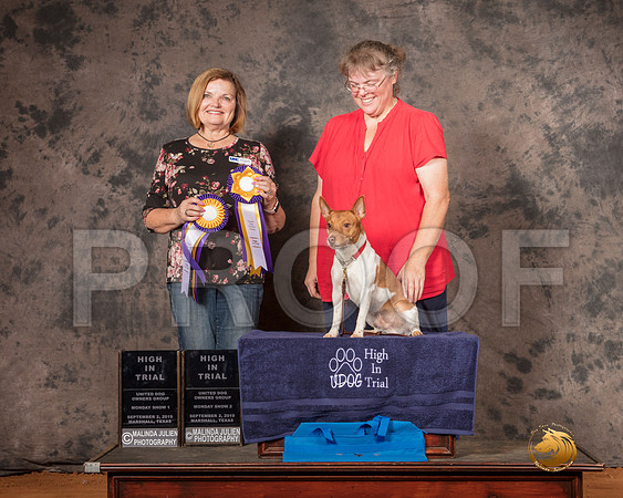 Rat Terrier Mon S2 HIT Amanda Hill Judge Susan Knowles__SR_7524-MrshlUKC2019-HR3