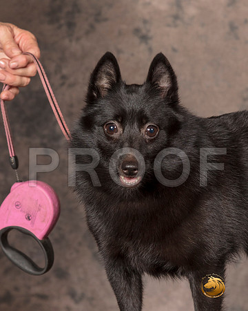 Schipperkee Nancy Anderson__SR_7525-MrshlUKC2019-HR3
